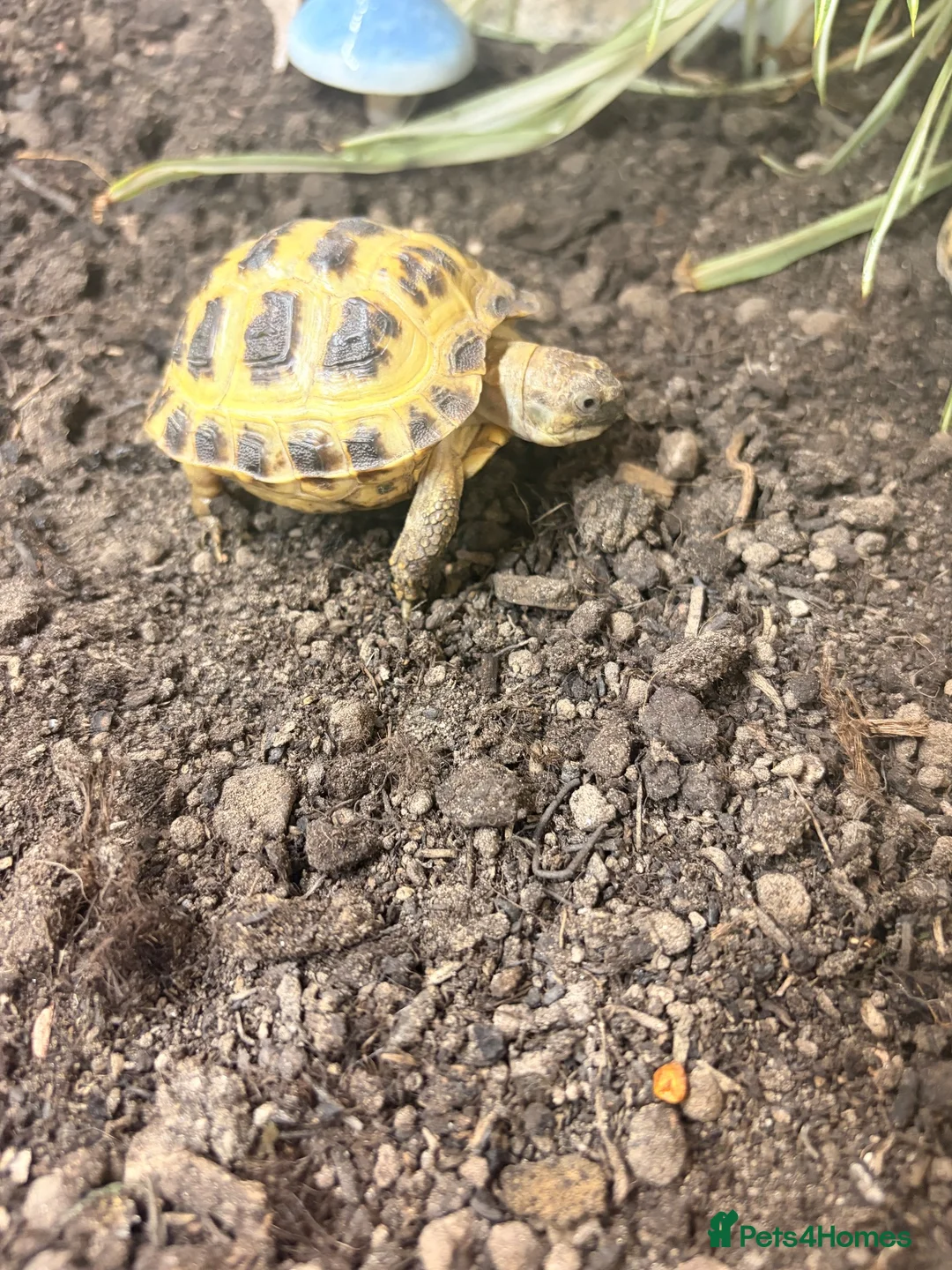 Tortoise reptiles for sale: Horsefield Tortoise - Advert 2