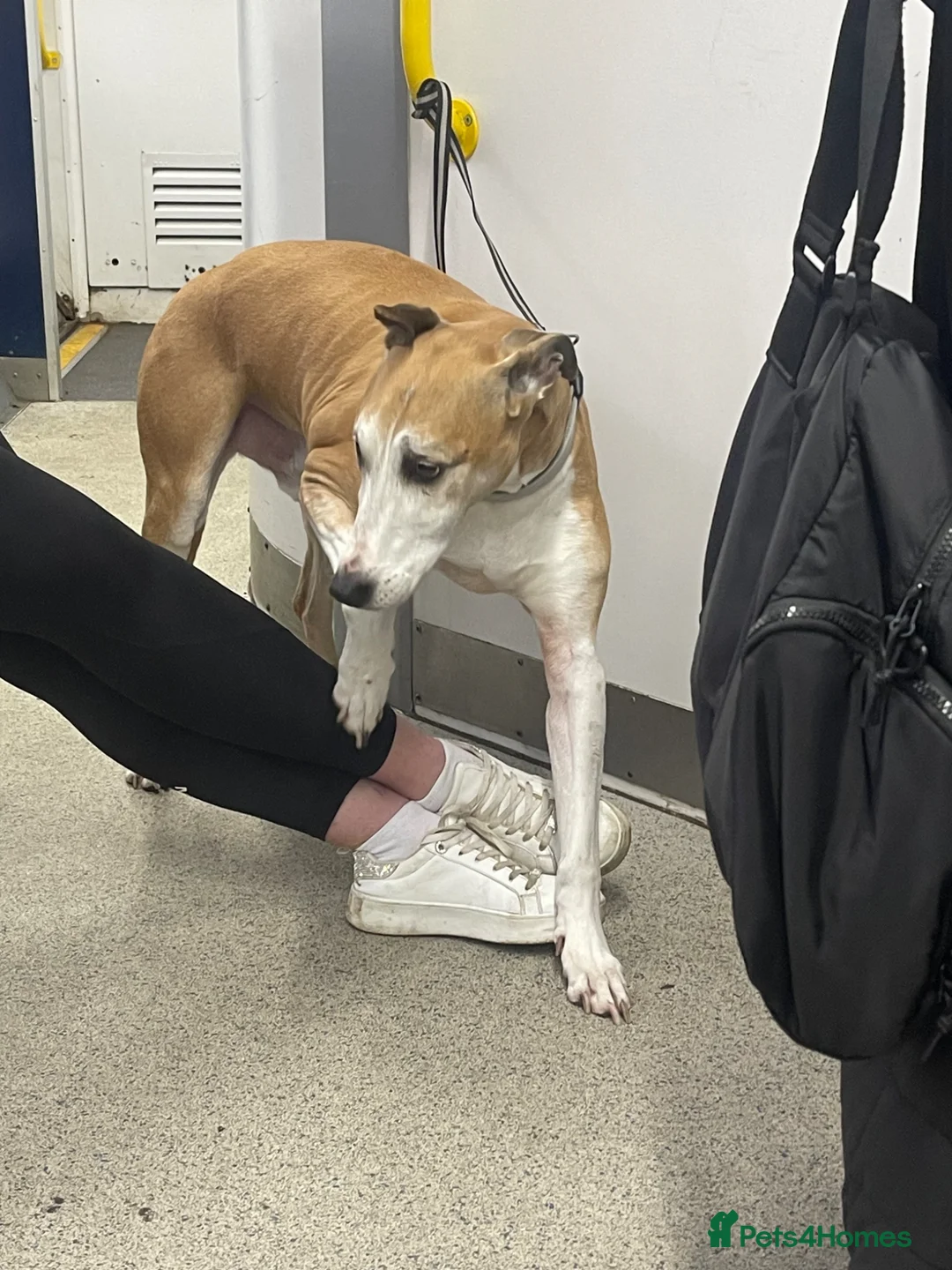 Mixed Breed dogs for sale: Shadow in Newton Aycliffe - Advert 1
