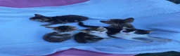 Mixed Breed cats for sale: Beautiful kittens  - Advert 7