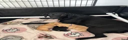 Labrador Retriever dogs for sale: Labrador Retrievers in Wrexham - Advert 4