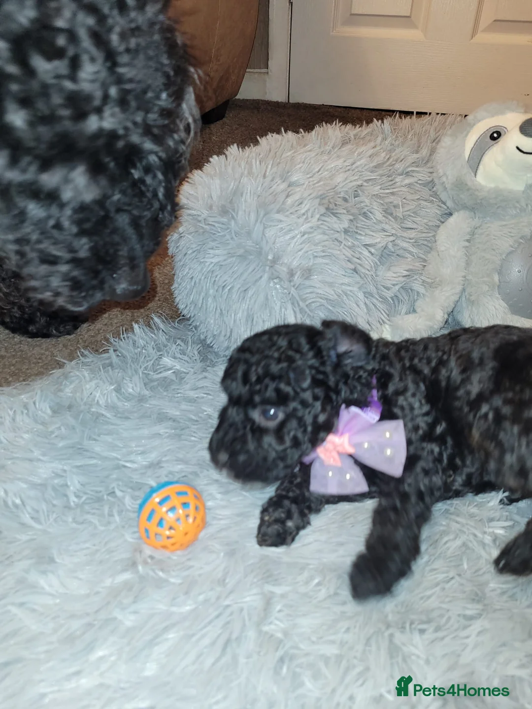 Cockapoo dogs for sale: Cockapoo puppies - Advert 16