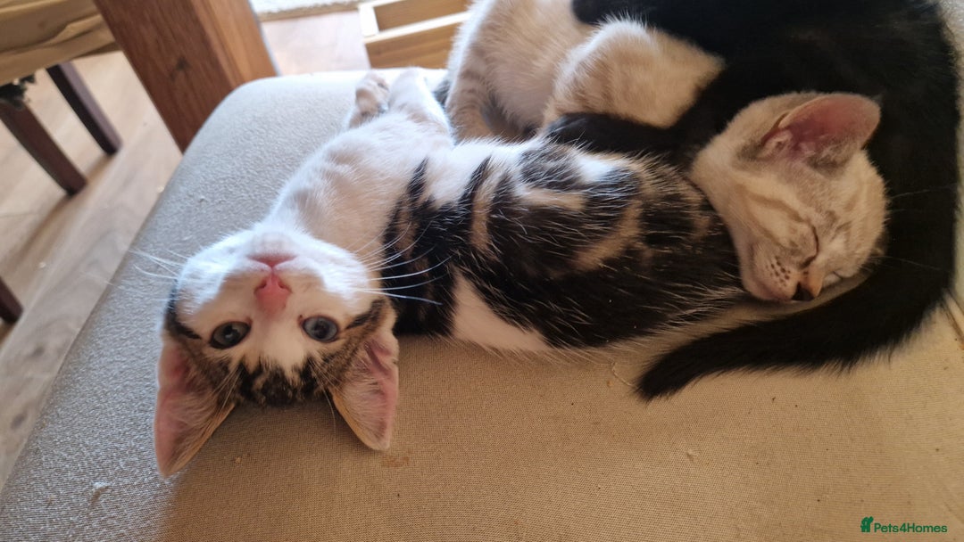 Bengal cats for sale: 4 bengal cross tabby kittens  - Image 21