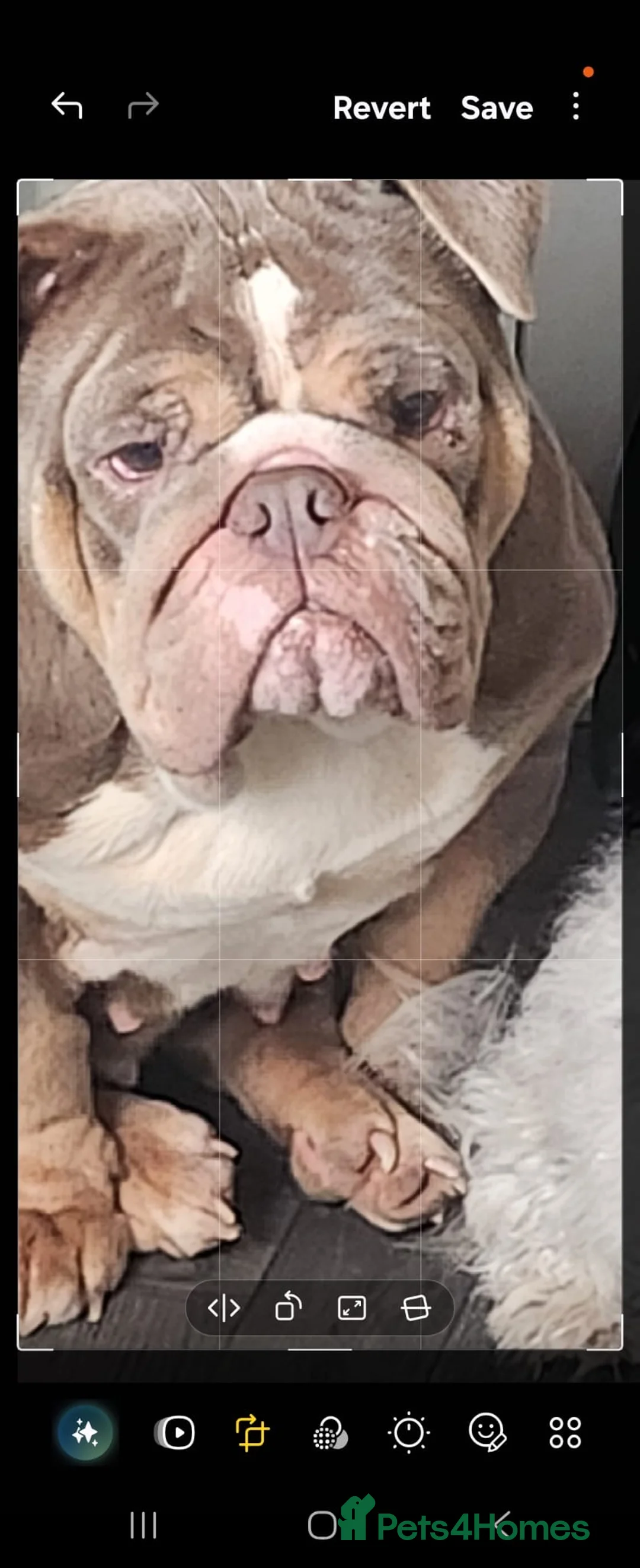 English Bulldog dogs for sale: Old Tyme bulldog looking for a new home  - Advert 1