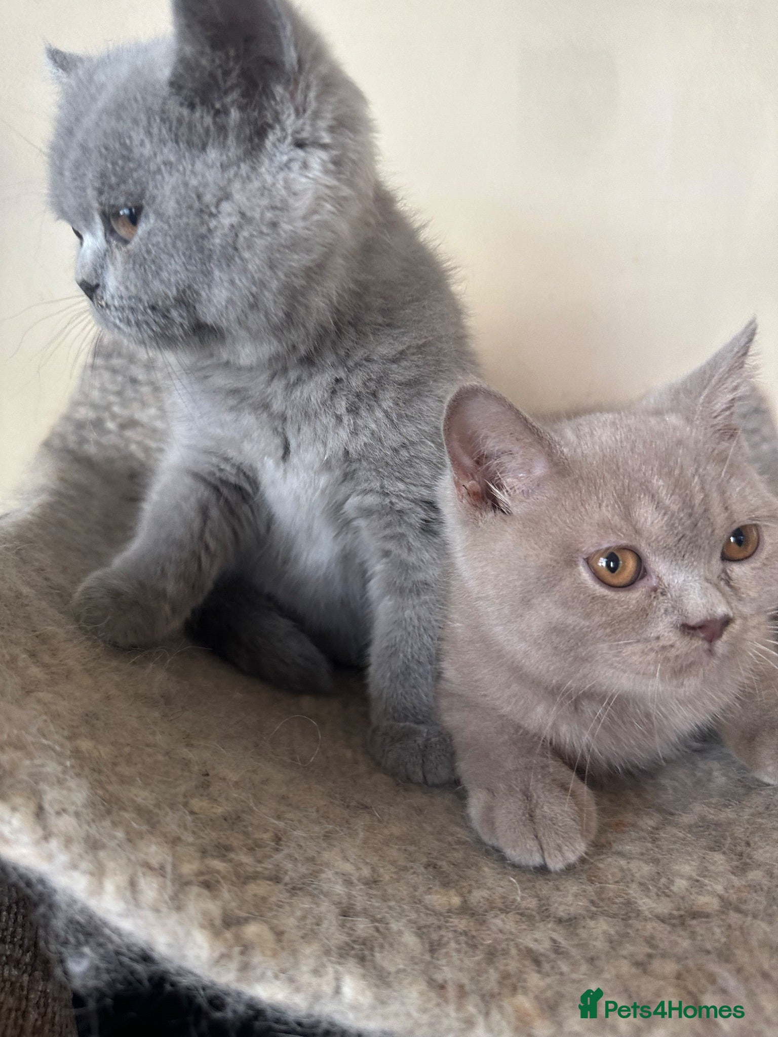 British Shorthair cats British Shorthair GCCF-registered Kittens  - Advert 1