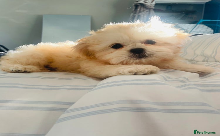 Shih Tzu dogs READY NOW GENUINE CHAMPAGNE IMPERIAL🐾🐾 💥 - Advert 16