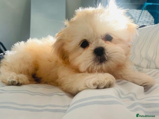 Shih Tzu dogs READY NOW GENUINE CHAMPAGNE IMPERIAL🐾🐾 💥 - Advert 3