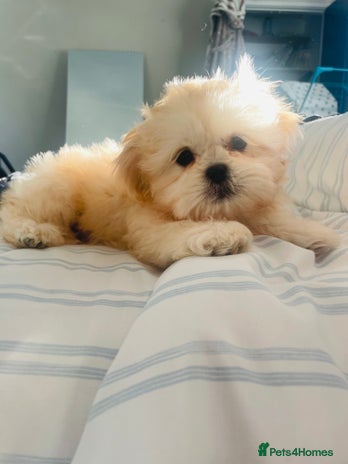 Shih Tzu dogs READY NOW GENUINE CHAMPAGNE IMPERIAL🐾🐾 💥 - Advert 16