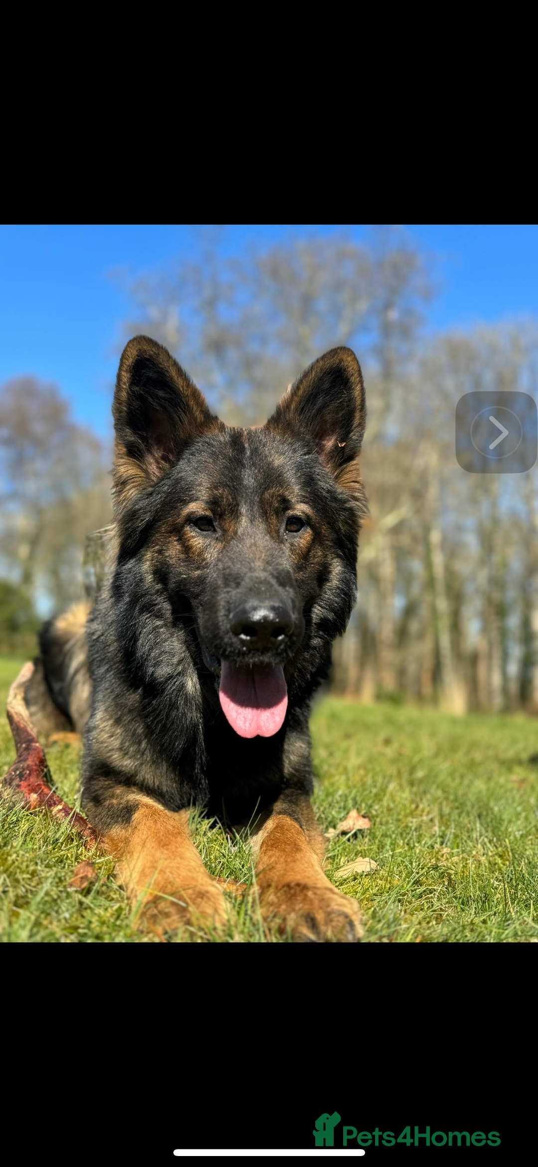 German Shepherd dogs for sale: 7 stunning kc reg working German shepherd pups - Image 19