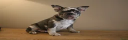 French Bulldog dogs for sale: Stunning Frenchie pups  - Advert 7