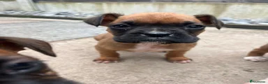 Boxer Puppy 4 (boy)