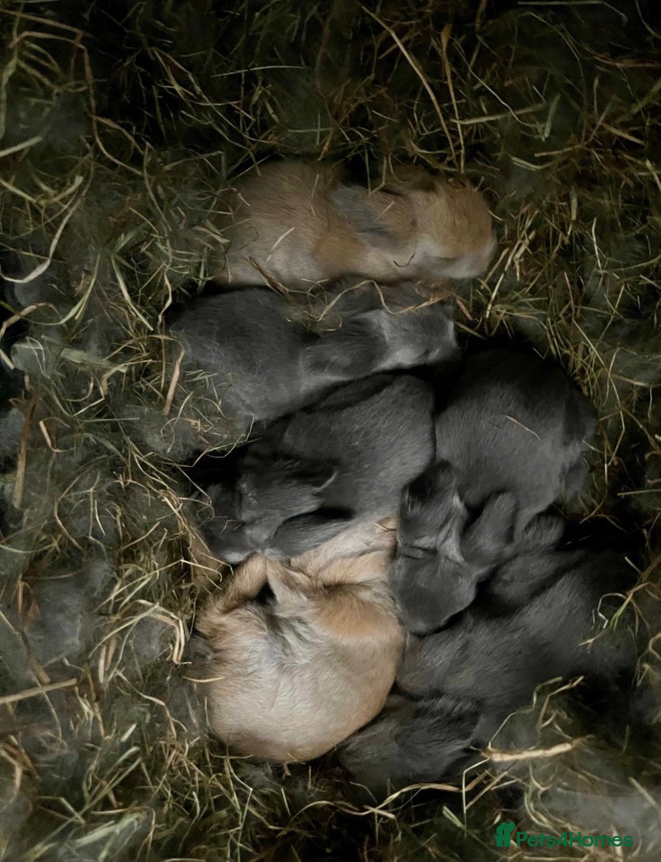 Lionhead rabbits for sale: Adorable Lionhead Bunnies - Advert 1