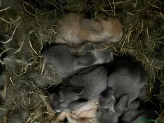 Lionhead rabbits Adorable Lionhead Bunnies - Advert 3