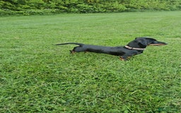 Miniature Dachshund dogs for stud: Miniature Dacshund STUD -FULLY HEALTH & DNA TESTED - Image 7