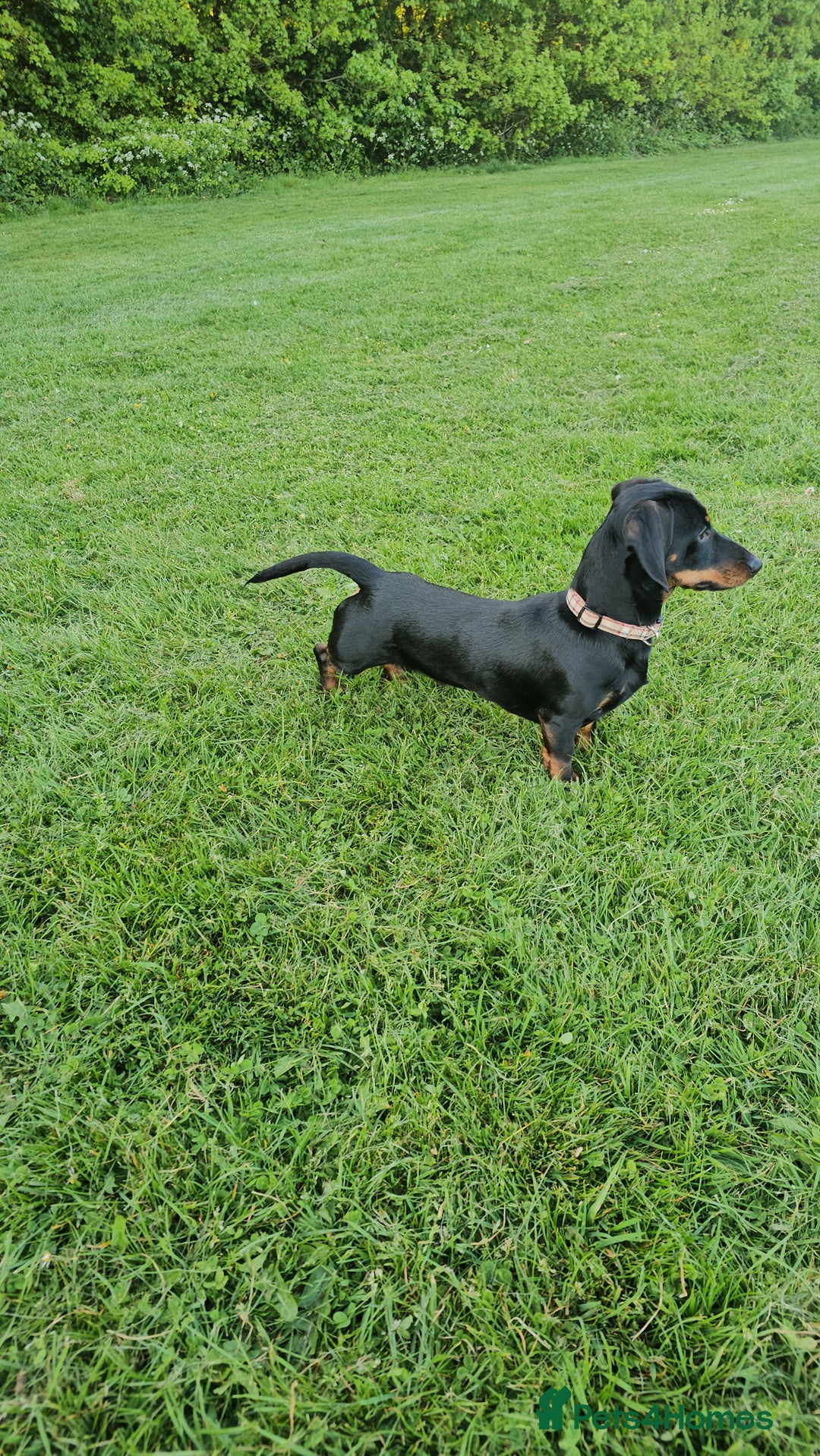 Miniature Dachshund dogs for stud: Miniature Dacshund STUD -FULLY HEALTH & DNA TESTED - Image 7