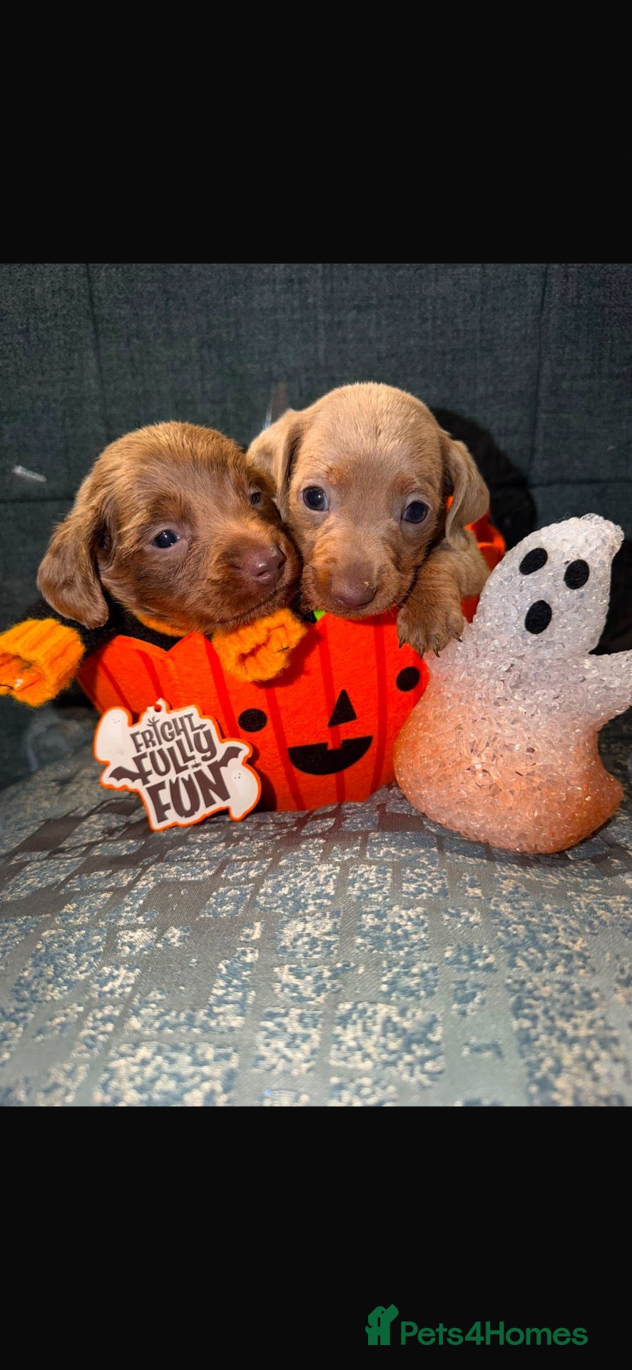 Miniature Dachshund dogs (Last 2 boys )Miniature dachshund Puppies - Advert 2