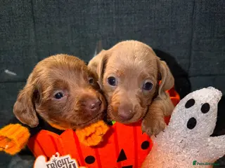 Miniature Dachshund dogs (Last 2 boys )Miniature dachshund Puppies - Advert 2