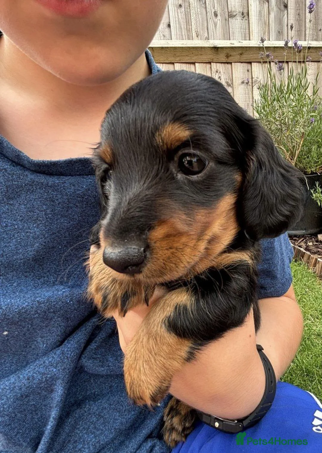 Miniature Dachshund dogs for sale: Adorable Short-haired Miniature Dachshund Puppies in Bradford - Advert 5