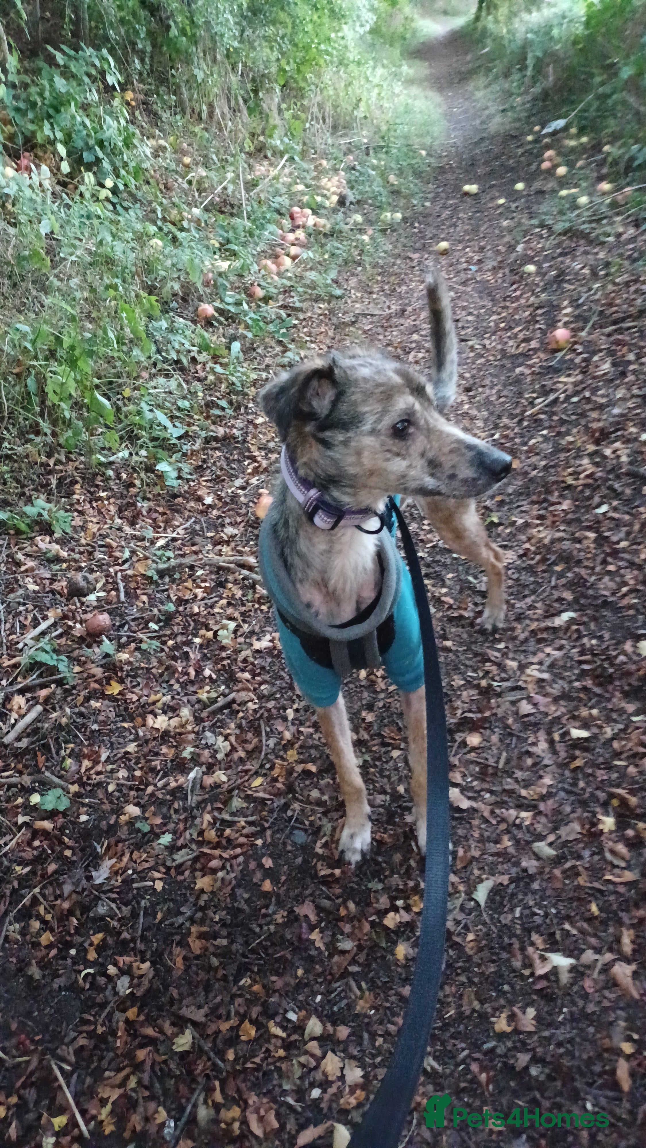 Lurcher dogs Narla for a new home. - Advert 11