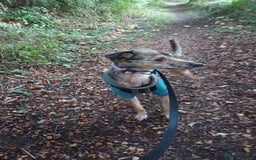 Lurcher dogs for sale: Narla for a new home. - Image 1