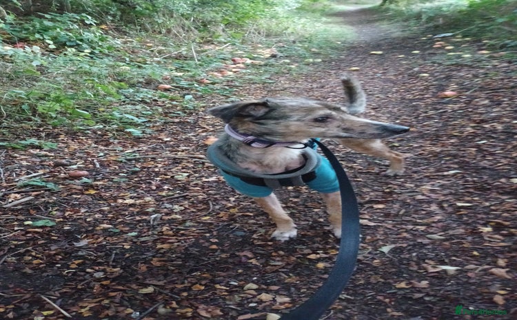 Lurcher dogs - Advert 1