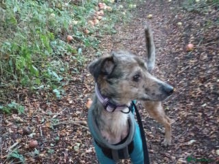 Lurcher dogs Narla for a new home. - Advert 7