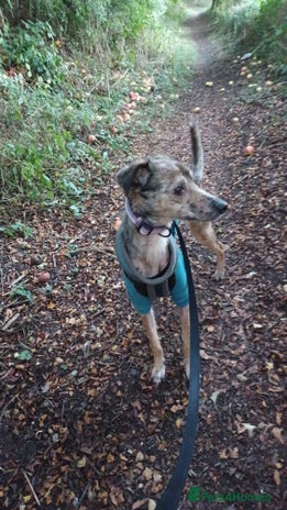 Lurcher dogs - Advert 1