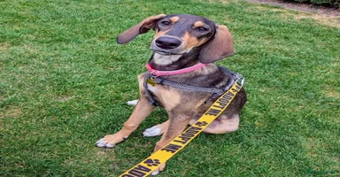 Mixed Breed dogs - Advert 4