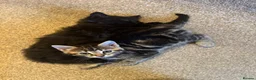 Mixed Breed cats for sale: Adorable kittens 2 males 2 females - Advert 6