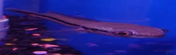 Other/Mixed Breed fish for sale: Full Aquatic Stocklist Manchester Pet's & Aquatics - Advert 28