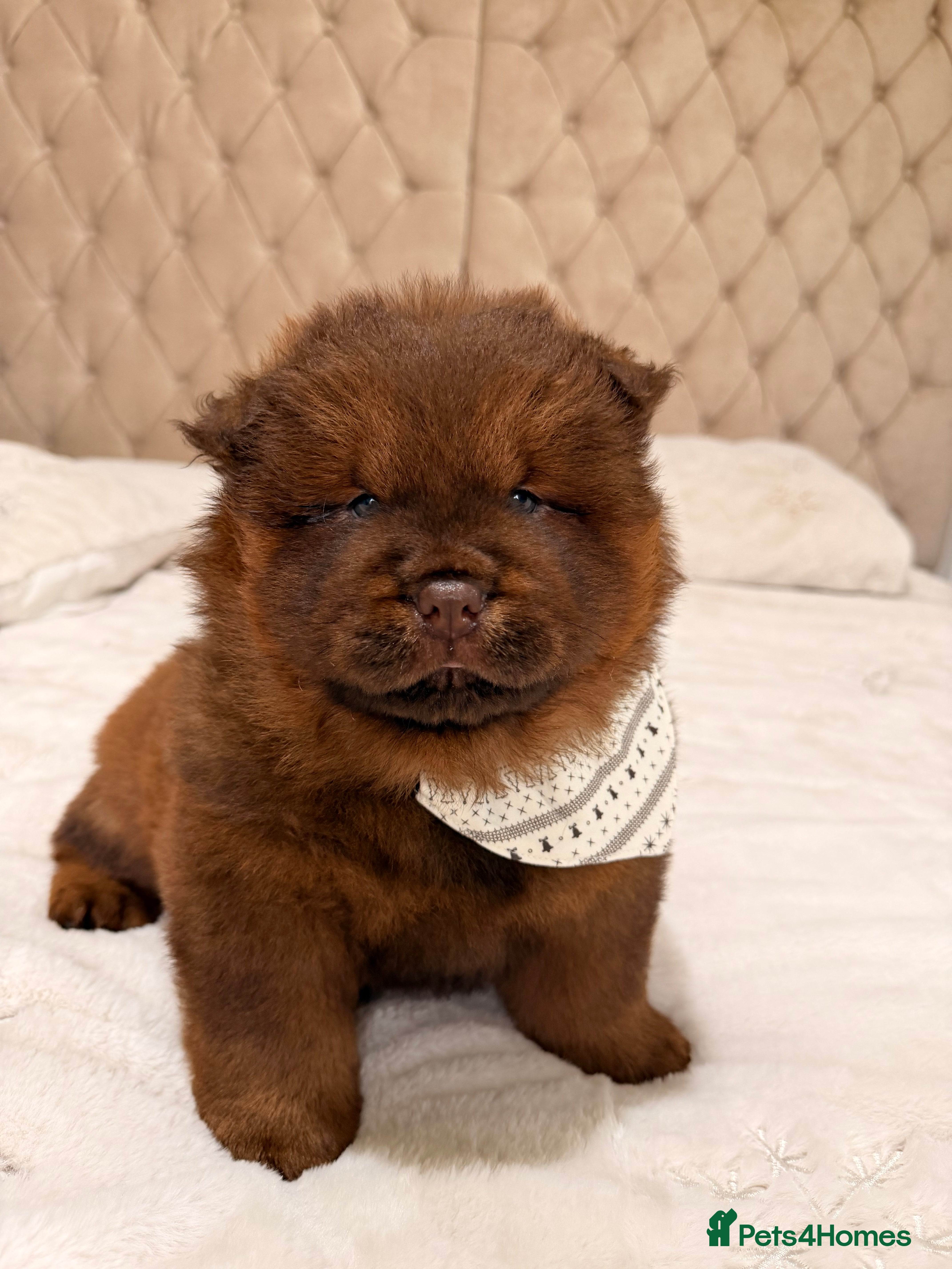 Chow Chow dogs Beautiful chow litter KC registered 🧬💜🍫 - Advert 1