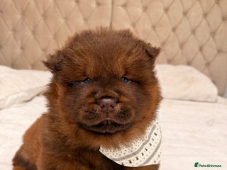Chow Chow dogs Beautiful chow litter KC registered 🧬💜🍫 - Advert 1