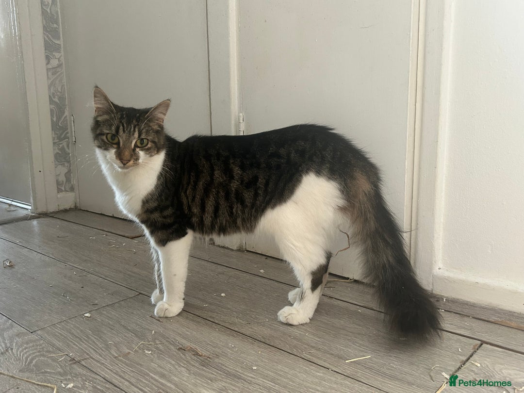 Mixed Breed cats for sale: Two females soCute 🥰  - Advert 10