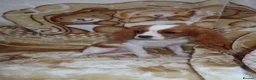 Cavalier King Charles Spaniel dogs for sale: Gorgeous cavalier puppies  - Advert 5
