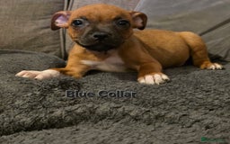 Staffordshire Bull Terrier dogs for sale: LAST ONE! KC RED STAFFORDSHIRE BULL TERRIER PUPS. - Image 11