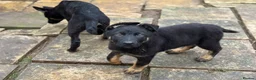 German Shepherd dogs for sale: German Shepherd Puppies - Advert 2