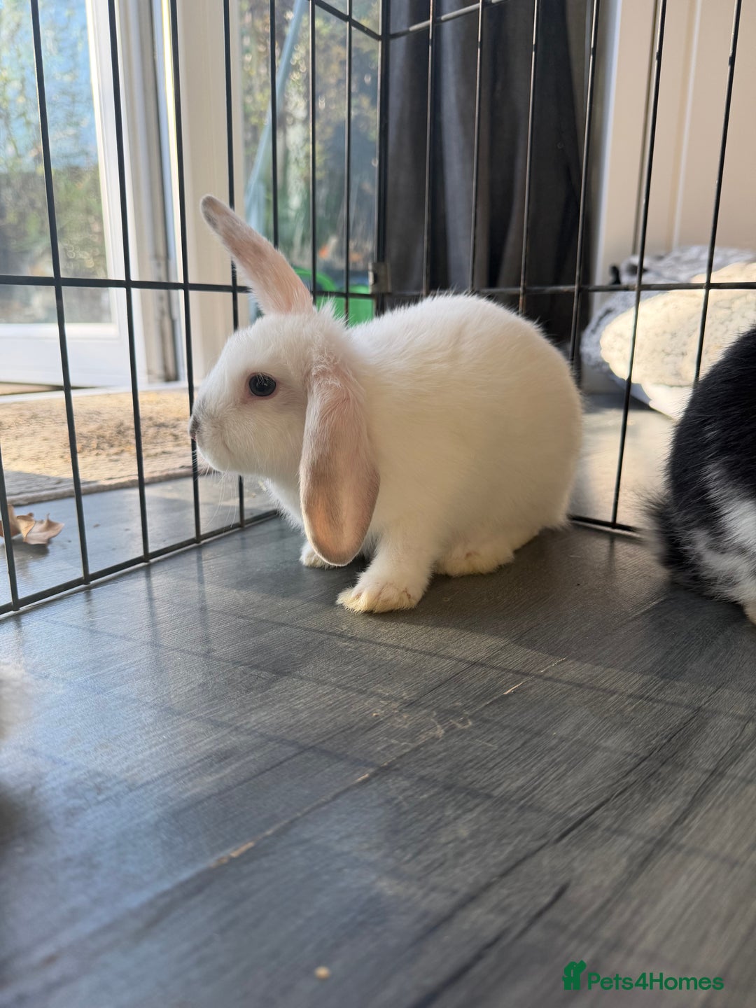 Mixed Breed rabbits for sale: Baby male rabbits  - Advert 2
