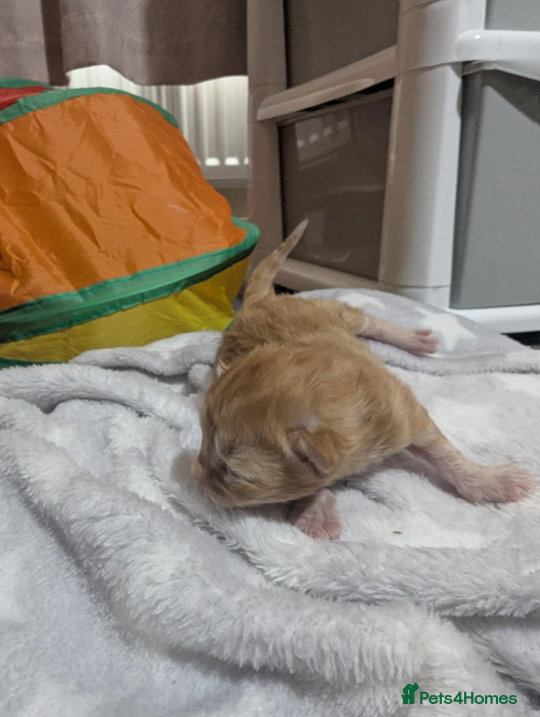 Mixed Breed cats for sale: Beautiful kittens - Image 20