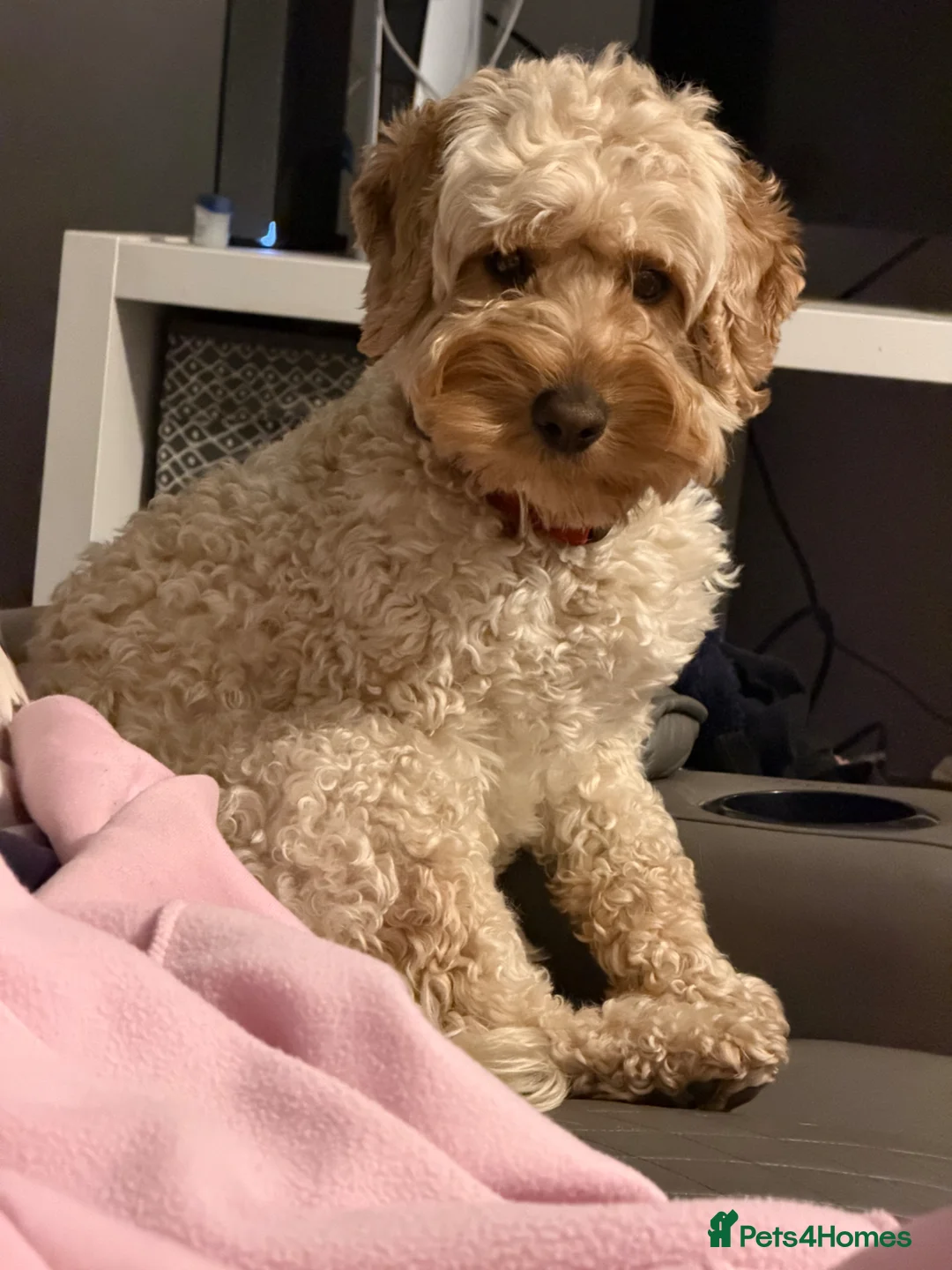 Cockapoo dogs for stud: Cockapoo available for stud - Advert 2