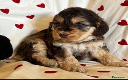 Cockapoo dogs for sale: Fabulous F1 Sable Cockapoos - Advert 4