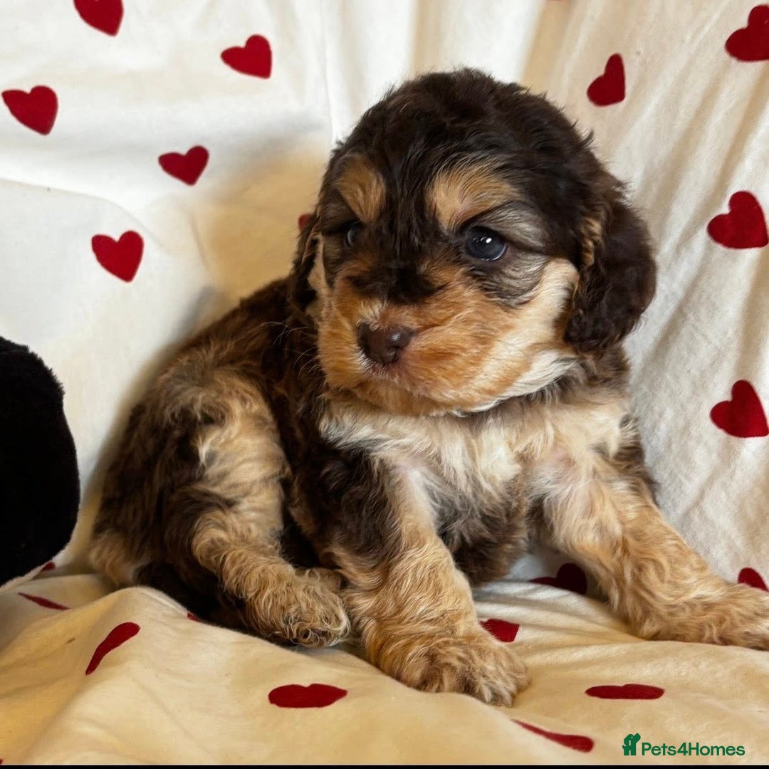 Cockapoo dogs for sale: Fabulous F1 Sable Cockapoos - Advert 4