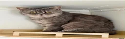 British Shorthair cats for sale: ACTIVE BSH GCCF SPOTTED TABBY GIRL - Advert 3