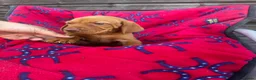 Hungarian Vizsla dogs for sale: Outstanding Kc registered Hungarian vizsla - Advert 4