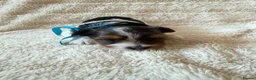 Biewer Terrier dogs for sale: Beautiful Biewer Terriers - Advert 2