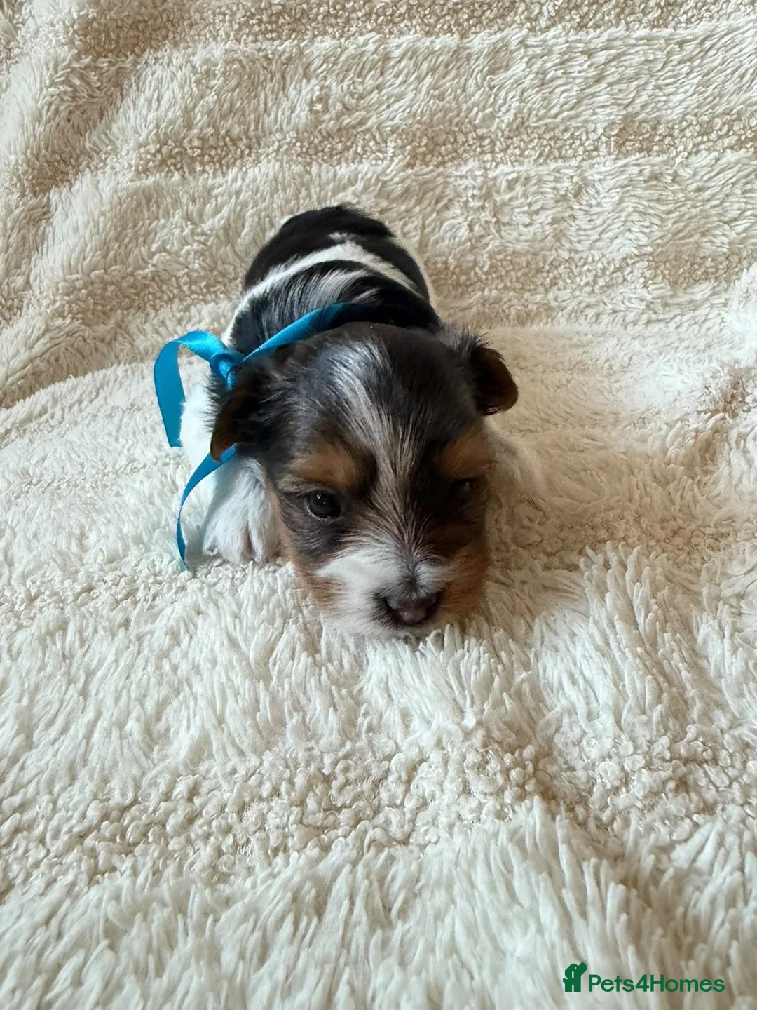 Biewer Terrier dogs for sale: Beautiful Biewer Terriers - Advert 2