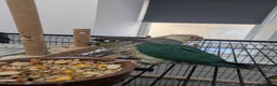 Conures birds for sale: Green cheek conures cinnamon and turquoise  - Advert 7