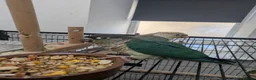 Conures birds for sale: Green cheek conures cinnamon and turquoise  - Advert 7