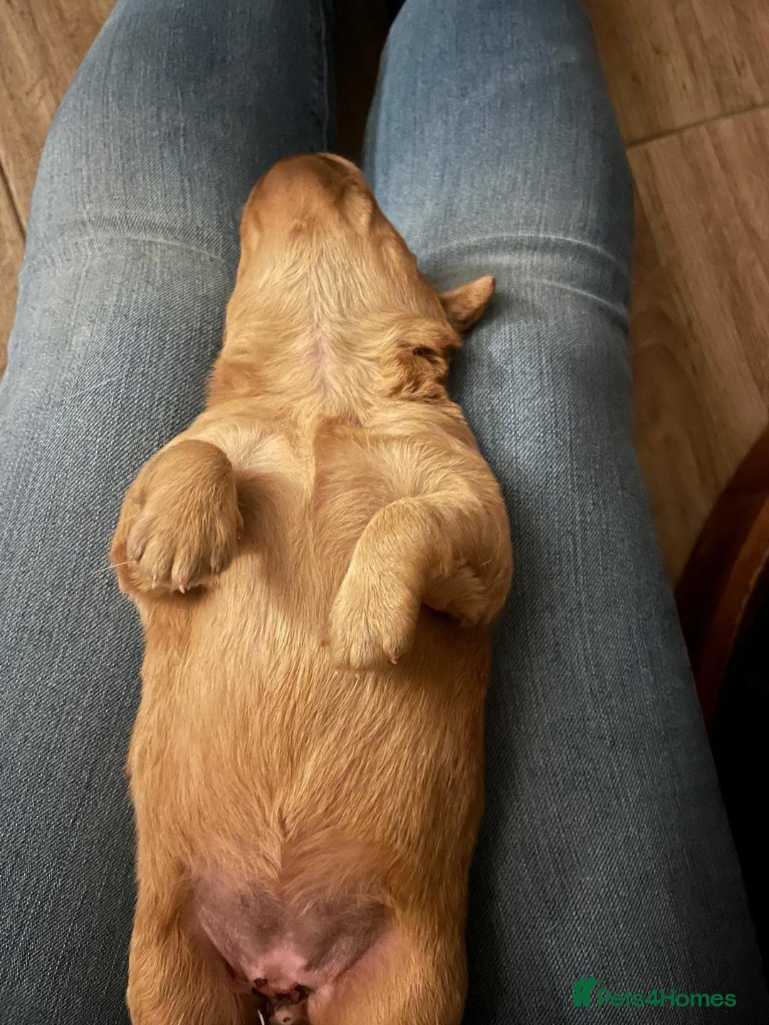 Labradoodle dogs for sale: 🐾 Beautiful F1 Labradoodle puppies for sale🐾 - Advert 4