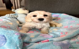 Cavachon dogs for sale: READY NOW - DNA/Health Tested Cavachon Puppies - Image 9