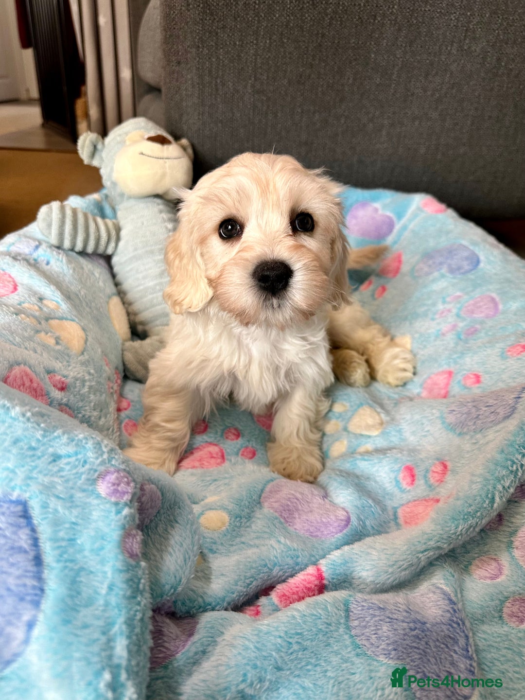 Cavachon dogs for sale: READY NOW - DNA/Health Tested Cavachon Puppies - Image 9