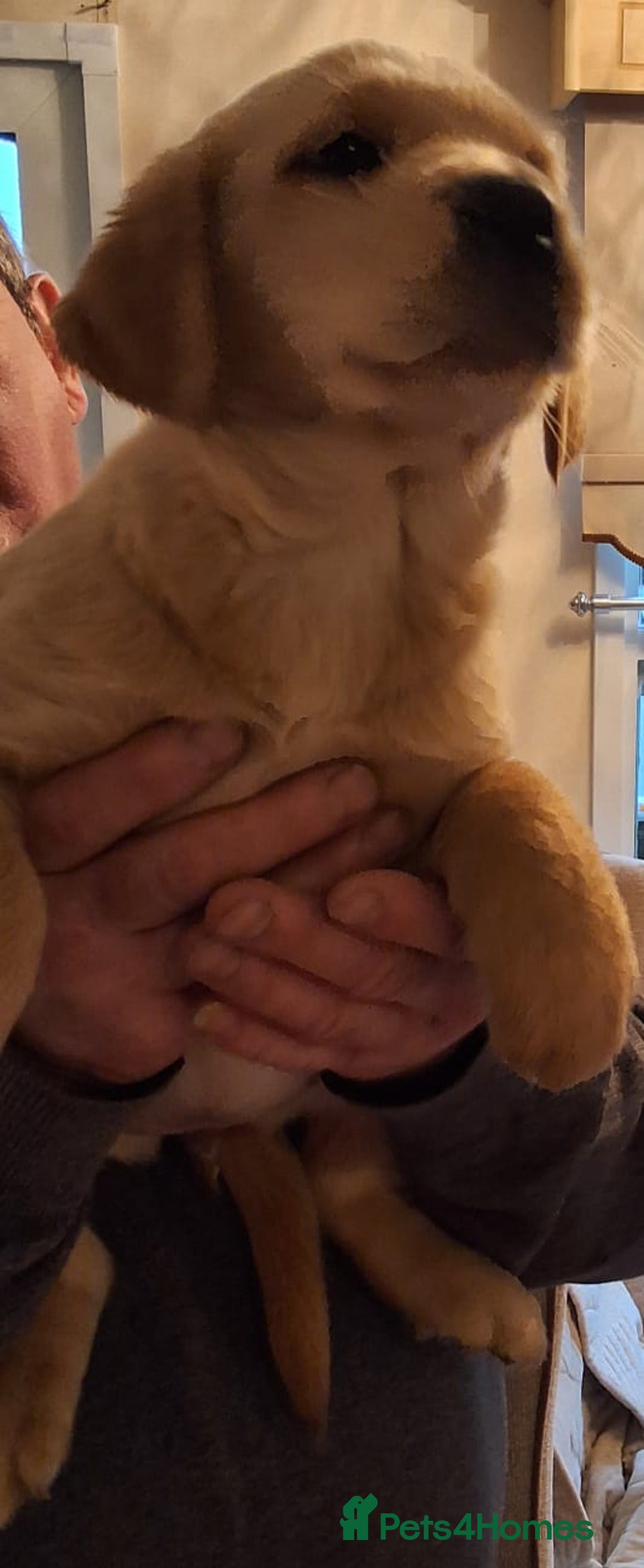 Goldador dogs for sale: Goldador puppies  - Advert 31